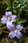 Arvadúnurt / Epilobium anagallidifolium Lam.
