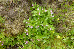 Arvadúnurt / Epilobium anagallidifolium Lam.