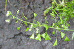 Hirðahjartaarvi / Capsella bursa-pastoris (L.) Med.