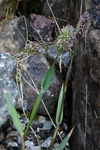 Fjallatimotey / Phleum alpinum L. 