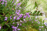 Vanligur heiðalyngur, myrkt rosalittur / Calluna vulgaris (L.) Hull 