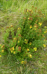 Fýrstrent pirikum / Hypericum maculatum (Crantz)