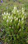Íslendskt loppugras / Gentianella campestris subsp. campestris forma alba