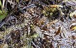 Bløðrurót / Utricularia stygia/ochroleuca