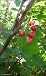 Ribsberjarunnur /  Ribes rubrum