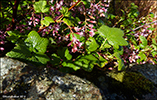 Ribis / Ribes sanguineum