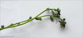 Mislitt hoylús / Myosotis discolor subsp. dubia (Arrond.) Blaise