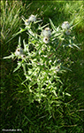 Váknatistil / Cirsium vulgare 