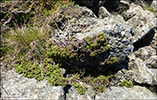 Baraldur / Juniperus communis alpine 
