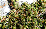 Baraldur / Juniperus communis alpine ♂