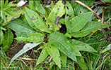 Arktiskur tistil / Cirsium helenioides