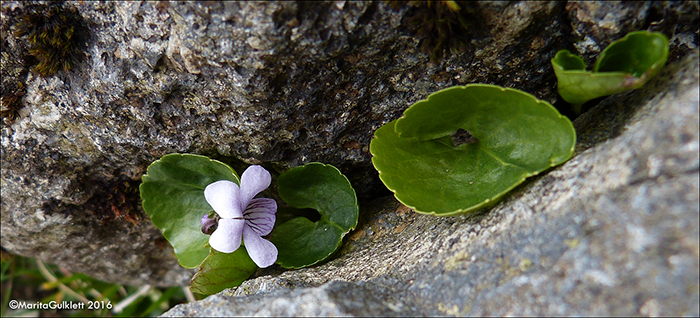Ljós blákolla / Viola palustris L.