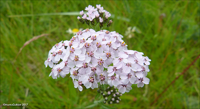 Margblømdur rølikur / Achillea millefolium L., Sandoy.