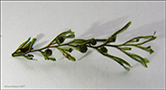 Tunnur mosakampur / Hymenophyllum wilsonii Hooker (Hymenophyllum peltatum auct., vix Desv.)