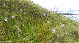 Tjaldursbørkubóndi / Dactylorhiza maculata (L.) Soó). Hvítanes 19.06.2019.