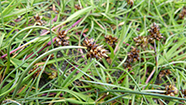 Bogin stør (Carex maritima)