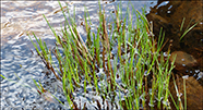 Fjallastør (Carex bigelowii, Torrey ex Schweinitz) (C. rigida, Good)