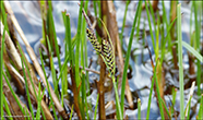 Fjallastør (Carex bigelowii, Torrey ex Schweinitz) (C. rigida, Good)