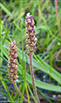 Tjarnarsvanagras / Littorella uniflora (L.) Aschers