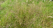 Vanligt fínagras / Agrostis capillaris L.