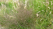 Vanligt fínagras / Agrostis capillaris L.