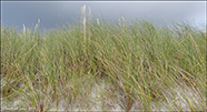 Sandsmarhálmur (Ammophila arenaria (L.) Link) (Psamma arenaria (L.) Roem. et Schult.)