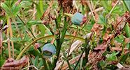 Aðalbláber / Vaccinium myrtillus L.