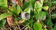 Aðalbláber / Vaccinium myrtillus L.