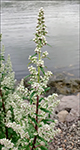 DK Gråbynke Artemisia vulgaris var. vulgaris