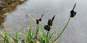Ravnastør / Carex saxatilis