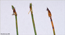 Túvuskúvagras / Scirpus cespitosus L. (Trichophorum cespitosum (L.) Hartman)
