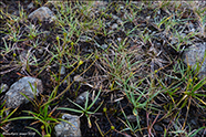 Dvørgastør / Carex oederi subsp. oederi (syn. Carex viridu)