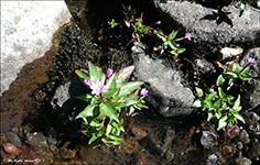 Áardúnurt / Epilobium alsinifolium Vill