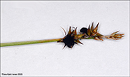 Tindastør / Carex echinata Murr. (Carex stellulata Good.)