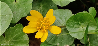 Kirkjubøsólja / Ranunculus ficaria