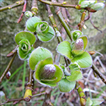 Gásadalspílur / Salix hybrid