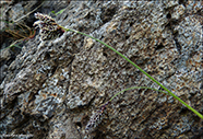 Høvuðsvørt stør Carex atrata L.