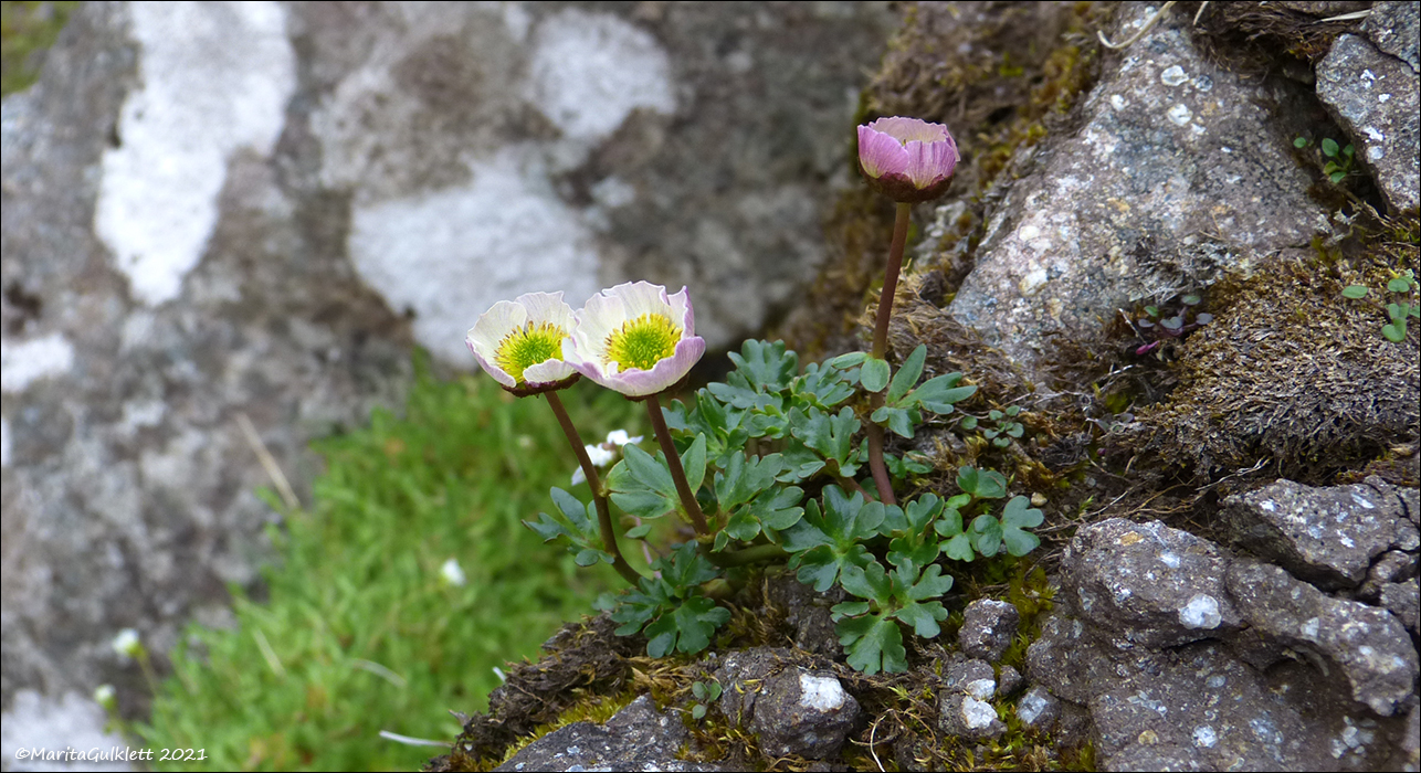 Snjósólja (Ranunculus glacialis)