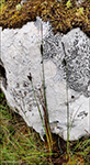 Nevstør / Carex rostrata