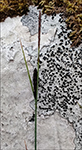 Nevstør / Carex rostrata