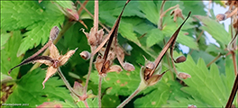 Litingarsortugras / Geranium sylvaticum