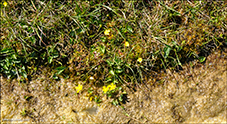 Krúpandi mýrisólja  / Caltha palustris subsp. radicans (T. F. Forst.) Syme 