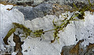 Bløðrurót / Utricularia vulgaris/australis 
