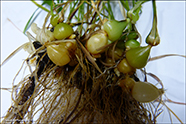 Rossahavri / Arrhenatherum elatius subsp. bulbosum (Willd.) Schübl. & G. Martens 