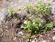 Arktiskur pílur / Salix arctica (Pallas)