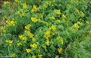 Reinfan / (Syn. Chrysanthemum vulgare L.) Tanacetum vulgare L.