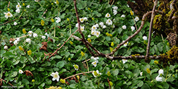 Anemone nemorosa & Kirkjubøsólja Ranunculus ficaria