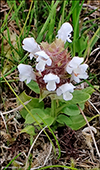 Hvítur trøllabátsmanshattur / Prunella vulgaris L. Vágar 15.07.2022