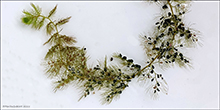 Bløðrurót / Utricularia vulgaris/australis 