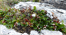 Urtapílur / Salix herbacea, Eiðiskollur14.08.2022